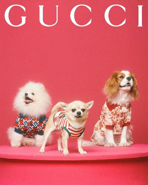 gucci pet limited edition marktplaats|≥ Vind gucci pet limited op Marktplaats .